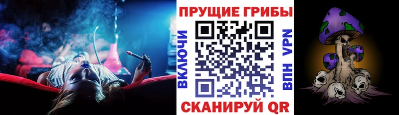 Галлюциногенные грибы Psilocybe  дарк нет как зайти  Гай  купить наркотики цена 